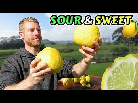 7 Awesome Lemon and Lime Varieties - Ponderosa, Meyer, Yen Ben, Lemonade, Key Lime, Limequat, Makrut