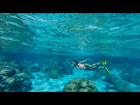 | TAHITI TRAVEL VLOGS | Day four: Snorkeling in Mo'orea!