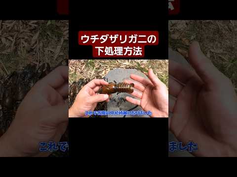 ウチダザリガニの下処理方法 #ウチダザリガニ #野食