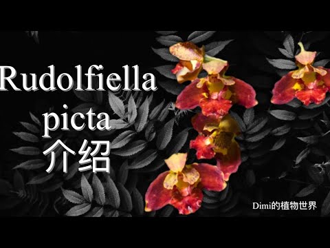 Rudolfiella picta中文介绍