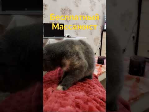 Массажист😂#кошки