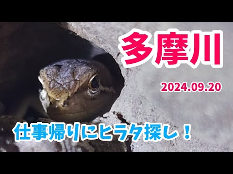 【昆虫採集】多摩川 河川敷 クワガタ樹液採集 2024.09.20［ヒラタクワガタ、コクワガタ、ノコギリクワガタ、クワガタ、クワガタ採集、多摩川、川崎］