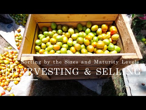 Harvesting and Sorting Tomatoes for Local Orders and Deliveries