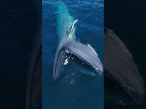 Giant Blue Whale swallows millions of krill! #whale #ocean #nature