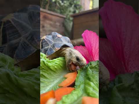 Star Tortoise Cronches