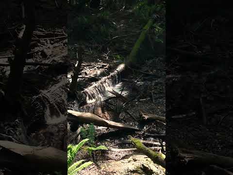 Highlights of Bridal Veil Falls Rosedale BC Canada  #shorts