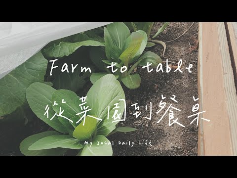 VLOG | 從菜園到餐桌系列(古早味蛋餅、菜園摘菜、簡單版上海菜飯)