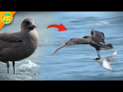 Parasitic Jaeger ATTACKS Arctic Terns! || 4K Documentary Clip