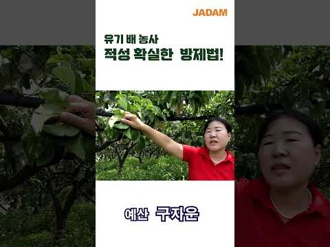 유기 배농사. 적성 확실한 방제법 Organic Control Solution for Pear Rust