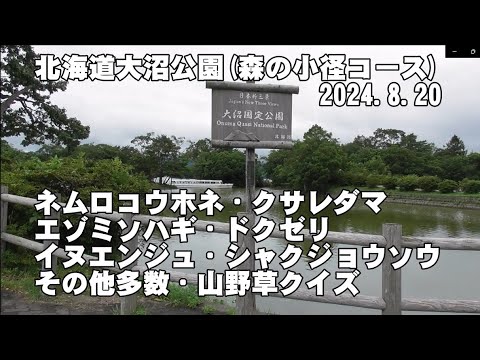 北海道 大沼公園「森の小径コース」(駅から公園までの道順、ﾈﾑﾛｺｳﾎﾈ、ｸｻﾚﾀﾞﾏ、ｴｿﾞﾐｿﾊｷﾞ、ﾄﾞｸｾﾞﾘ、ｲﾇｴﾝｼﾞｭ、ｼｬｸｼﾞｮｳｿｳ、前回の山野草ｸｲｽﾞ解答)