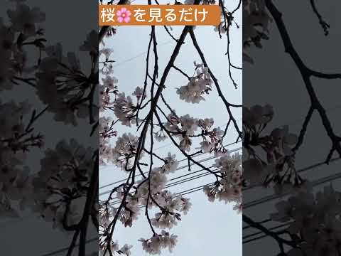 平成35年3月28日、千葉県の某公園を徘徊しました.mp4