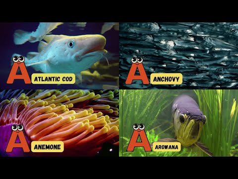 104 ABC Sea Animals Song 🌊🐠 | A to Z Underwater Adventure for Kids | #abcd #kids