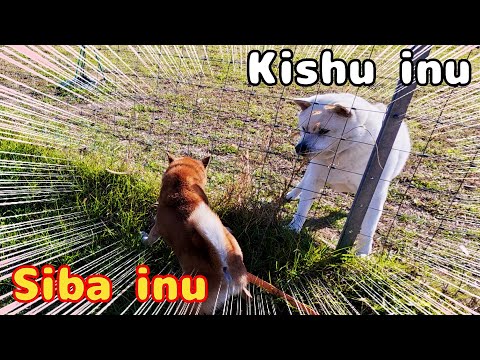 【Japanese Dog】Shiba Inu VS Kishu Inu