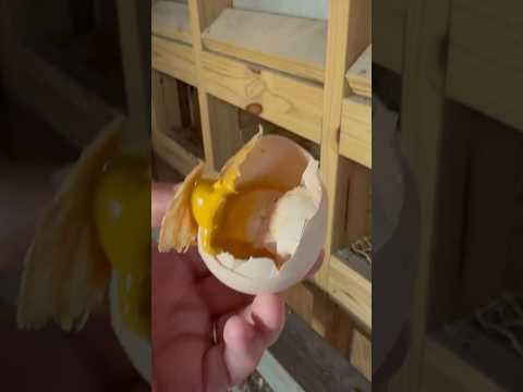 EGG EATER. #tips #chicken #hen #eating #diy #homestead #backyard #eggs #egg #brokenegg #mustard