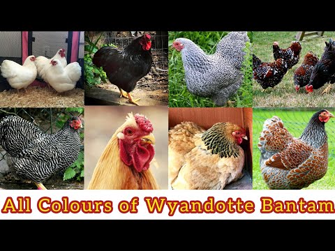 All Colours Types of Wyandotte Chickens in THIS ONE Video 😍😱 || Wyandotte Bantam Chickens