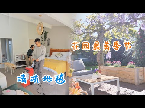 租地毯清洗机清洗地毯，花园到了最美的季节（新西兰 Harold Vlog 813）