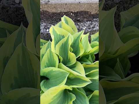 #gardenplants #spring2023 #hostas #funkien