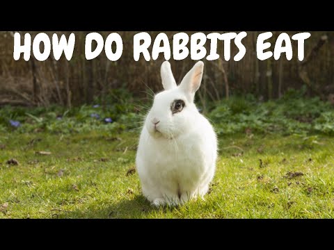 How Do Rabbits Eat