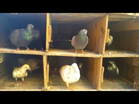 Pigeon Cage Update in Tamil | 06-06-2021 |  Pet Pigeon