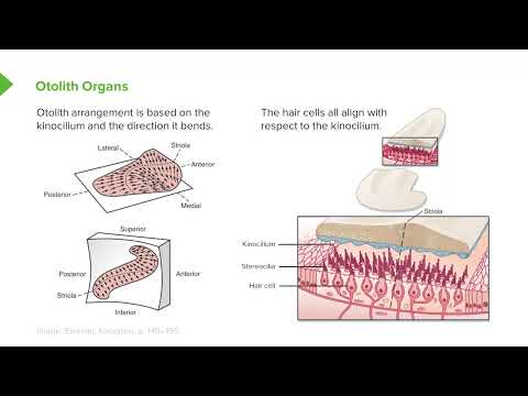 Balance Otolith Organs