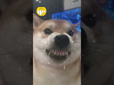 😂 Funniest Dog Smile Ever! You Won't Stop Laughing! 🐶