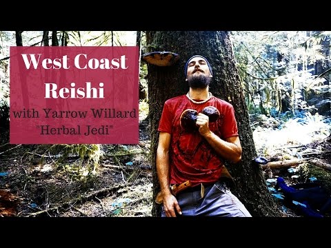 West Coast Reishi (Ganoderma oregonense) | Mushroom Mysteries |  Harmonic Arts