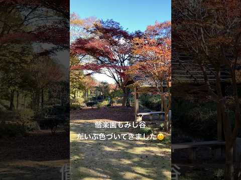 The leaves in Kairakuen Momiji Valley have turned red 😊