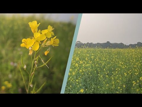 Beautiful view of mustard field | Some signs of the extraordinary beauty of Bangladesh