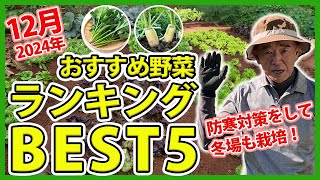 家庭菜園や農園の野菜栽培で2024年12月おすすめ野菜ランキングBEST5！今から間に合う冬野菜と冬越し春野菜を徹底解説！【農家直伝】