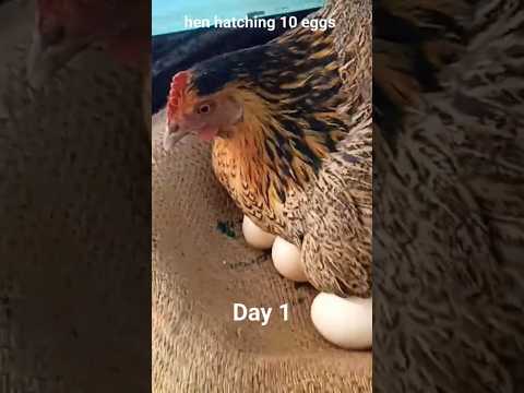 Day 1 The Magic of Hatching Hens