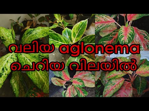 Aglonema ചെടികള്‍......വില 200 താഴെ‼️| garden dreams