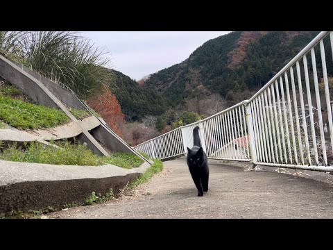 坂道で追いかけてくる黒ねこちゃん　No.８２２　に　２０２４年　１２月１３日　８：００　のくろねこちゃん　black cat