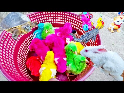 Murgi ke bacche | Cute Chuja | Chuche | Murgi ki Chicks | FishCutting