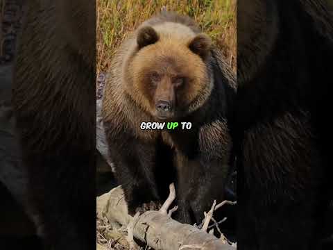 Kodiak Bear Escapes, Encounters Karate Black Belt in Great Smoky Mountains #kodiak #kodiakbear