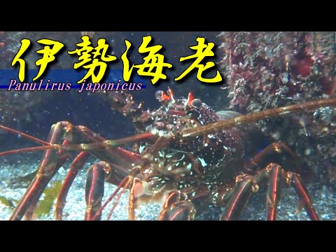 [ Japanese spiny lobster ] Lucky shrimp / Panulirus japonicus