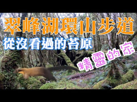 翠峰湖環山步道｜不看湖要看什麼？｜沒看過的苔原～不看後悔啊！｜小精靈之家｜稀有黃喉貂現身啦！超級萌的喔！