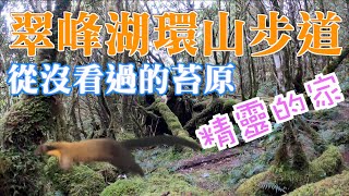 翠峰湖環山步道｜不看湖要看什麼？｜沒看過的苔原～不看後悔啊！｜小精靈之家｜稀有黃喉貂現身啦！超級萌的喔！