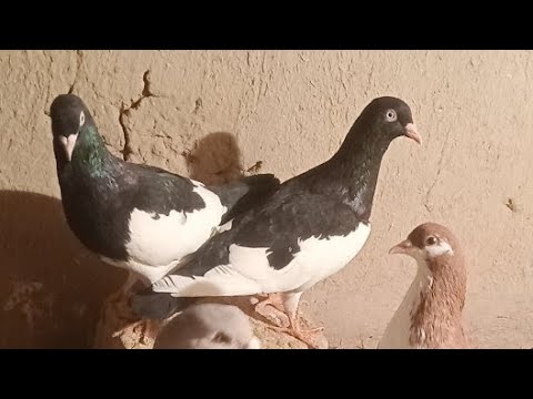 Pigeon Breeding Setup