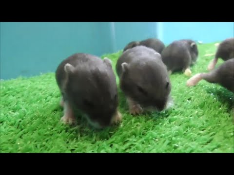 癒される「ふれあい動物園」大人気かわいいブラックドワーフハムスターの赤ちゃん2016.7.25