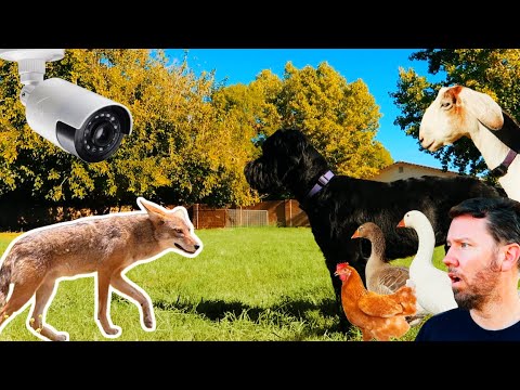 (caught on camera) COYOTE returns to attack chickens -- did our dog PROTECT our farm?!