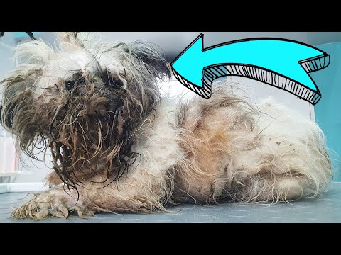 THIS IS A DOG ! YOU WON'T BELIEVE how he looks AFTER SHAVING all this matted fur *Adopted*