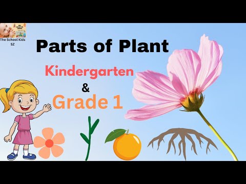 Plant Parts for Kids/ Different Parts of Plants/ Parts of Plants in English/ Kindergarten /Grade 1