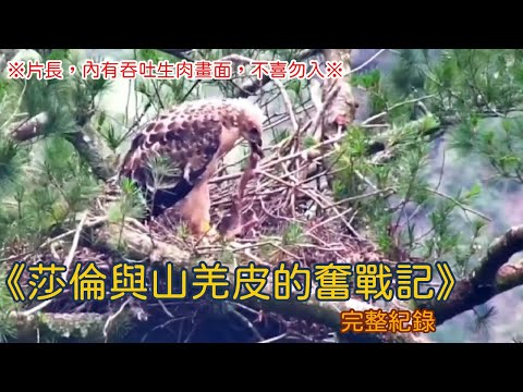 20240606 《莎倫與山羌皮的奮戰記》完整紀錄（※片長，內有吞吐生肉畫面，不喜勿入※）