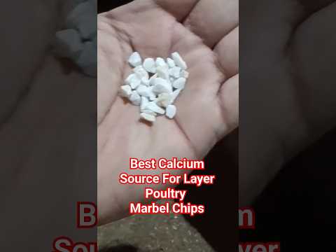 Best Calcium Source For Layer Poultry || How to Feed Marbel Chips to #chicken