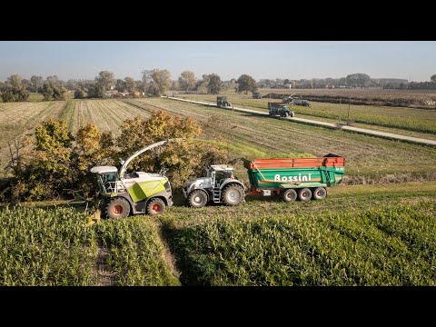 Sorghum silage at the Monastier Social Stable 😎