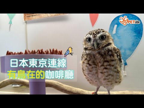 日本東京連線！有鳥在的咖啡廳【編走編看】｜#哈寵PETube 第240集