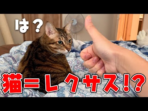 猫が最近”レクサス”と呼ばれている件について