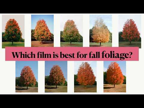 Capturing Fall Colors on Film: Comparing 18 Film Stocks