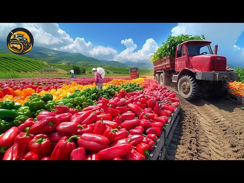 How Peppers Turn Out To Be The HOTTEST Spice In Our Meal - Agriculture with Grand Machine