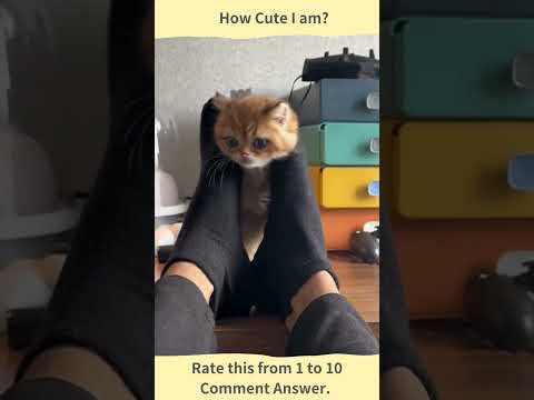 {Funny Video} Dancing Cat